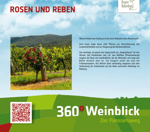 Rosen und Reben