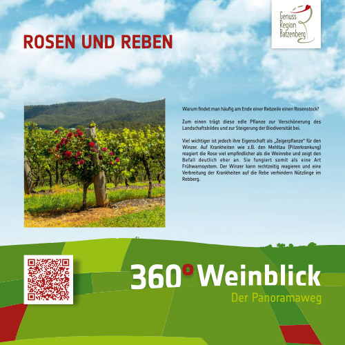 Rosen und Reben