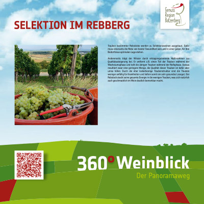 Selektion im Rebberg