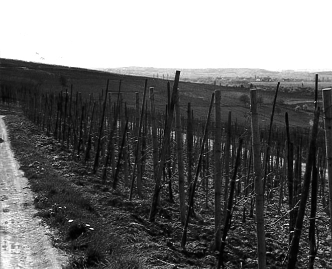 Weinbau-am-Batzenberg-vor-der-Flurbereinigung